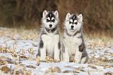SIBERIAN HUSKY 265